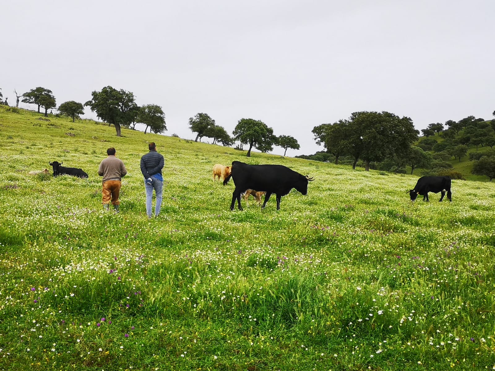 Algo más que una ingienería